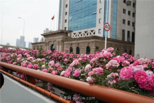 上海城市高架变“花路”，这些月季进入盛花期啦！(图3)