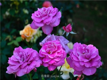 南昌滨江月季园，带你去看天下风流的江西月季花