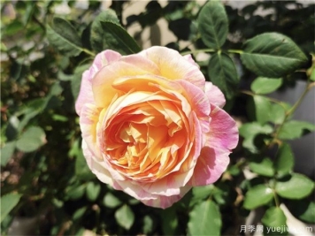 100种玫瑰花的名字，来了解下不同颜色的品种月季