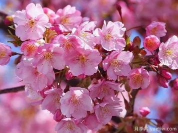 园林绿化中常见的樱花品种主要有哪些？