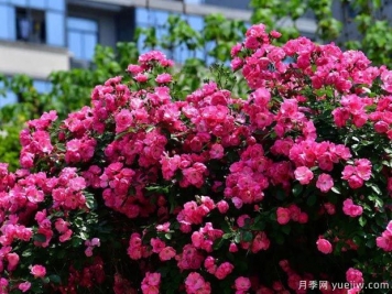 武汉新增多条绝美月季花道，江城处处花海景观