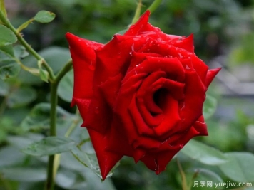 2023年情人节十大玫瑰品种销量榜，卡罗拉位居首位