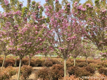 樱花树几年可以开花？日本晚樱开花的观赏价值