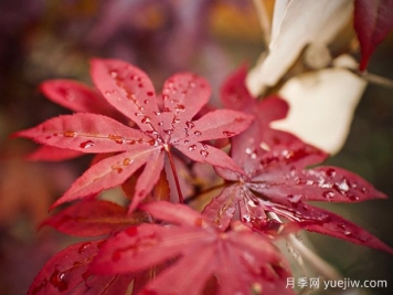 日本红枫、美国红枫、中国红枫到底有何不同？