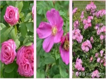 轻松区分月季、玫瑰和蔷薇ROSE三姐妹，不再迷茫于爱情花海