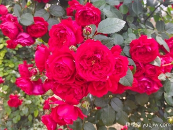 6款红色系的藤本月季品种，适合打造网红花墙