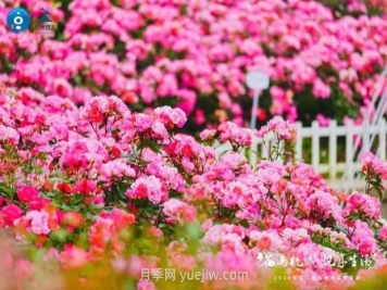 2024年第二届杭州市月季花展举办，赏500万株月季