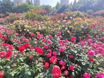 郑州月季公园40万株月季竞相绽放，感受花漾生活