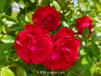 月季红木香爆花机器，花艳丽花量大花期长