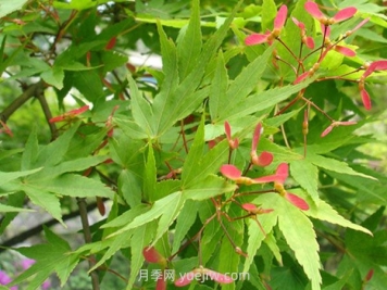 鸡爪槭和红枫的区别，四大不同之处