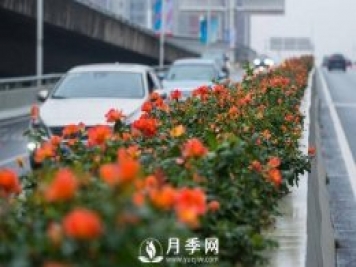 月季花期可调控，看武汉10月中旬月季花艳丽开放