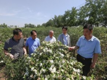 唐河唐栀子，地标农产品成农民增收致富的朝阳产业