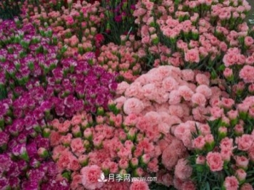 中国6大花市，全国花卉批发市场介绍