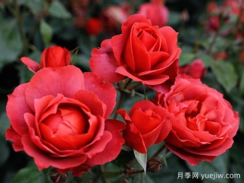 21朵玫瑰：不只是浪漫，还藏着这些深意