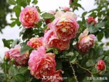 河南省各市市花，洛阳牡丹最出名，月季最受欢迎