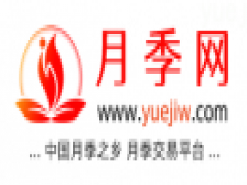 中国上海龙凤419，月季品种介绍和养护知识分享专业网站